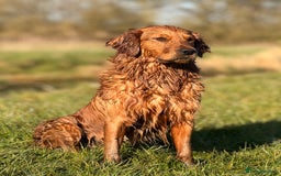 Golden Retriever dogs for sale: Beautiful KC working golden retriever puppies  - Image 9