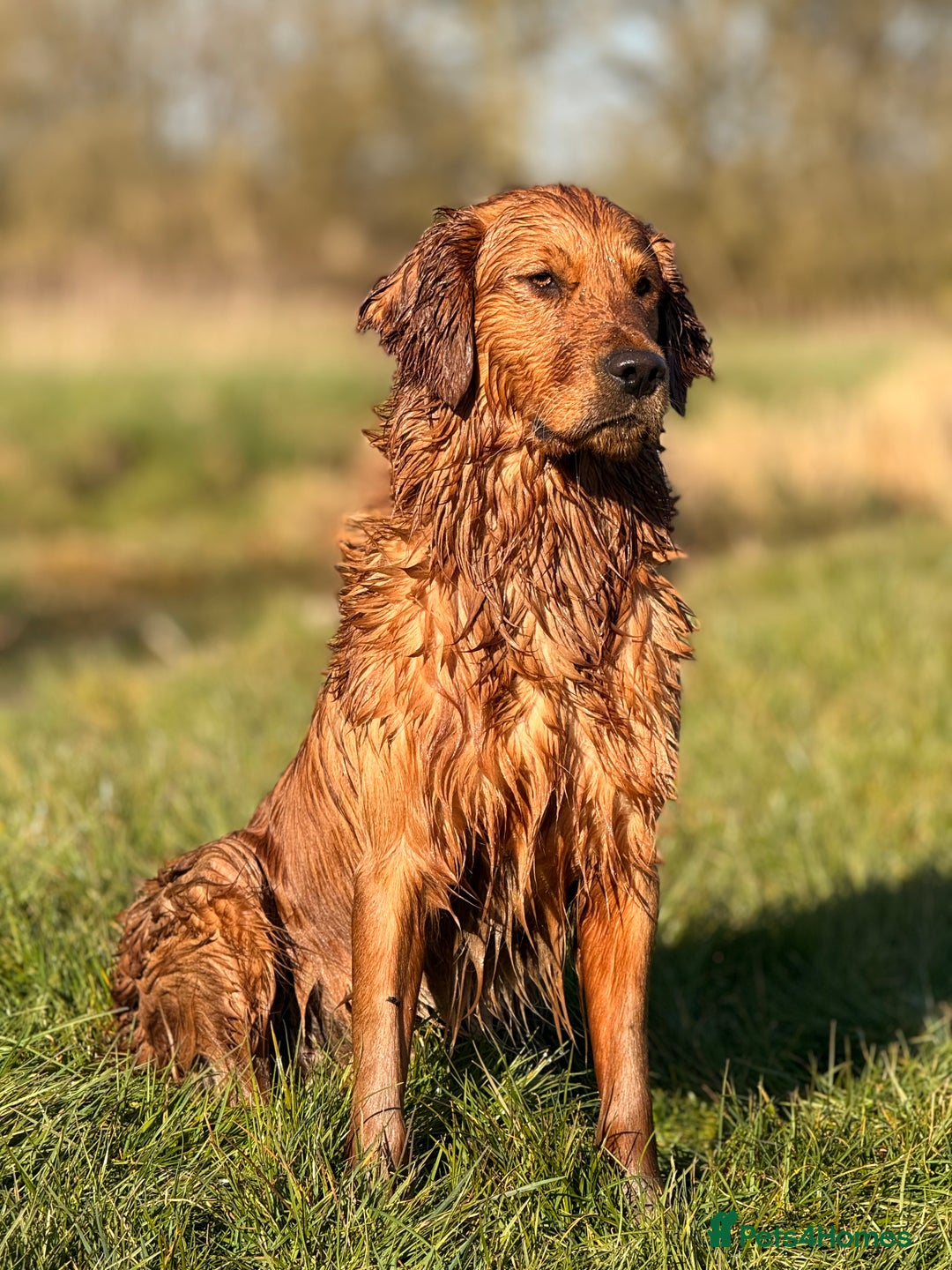 Golden Retriever dogs for sale: Beautiful KC working golden retriever puppies  - Image 9