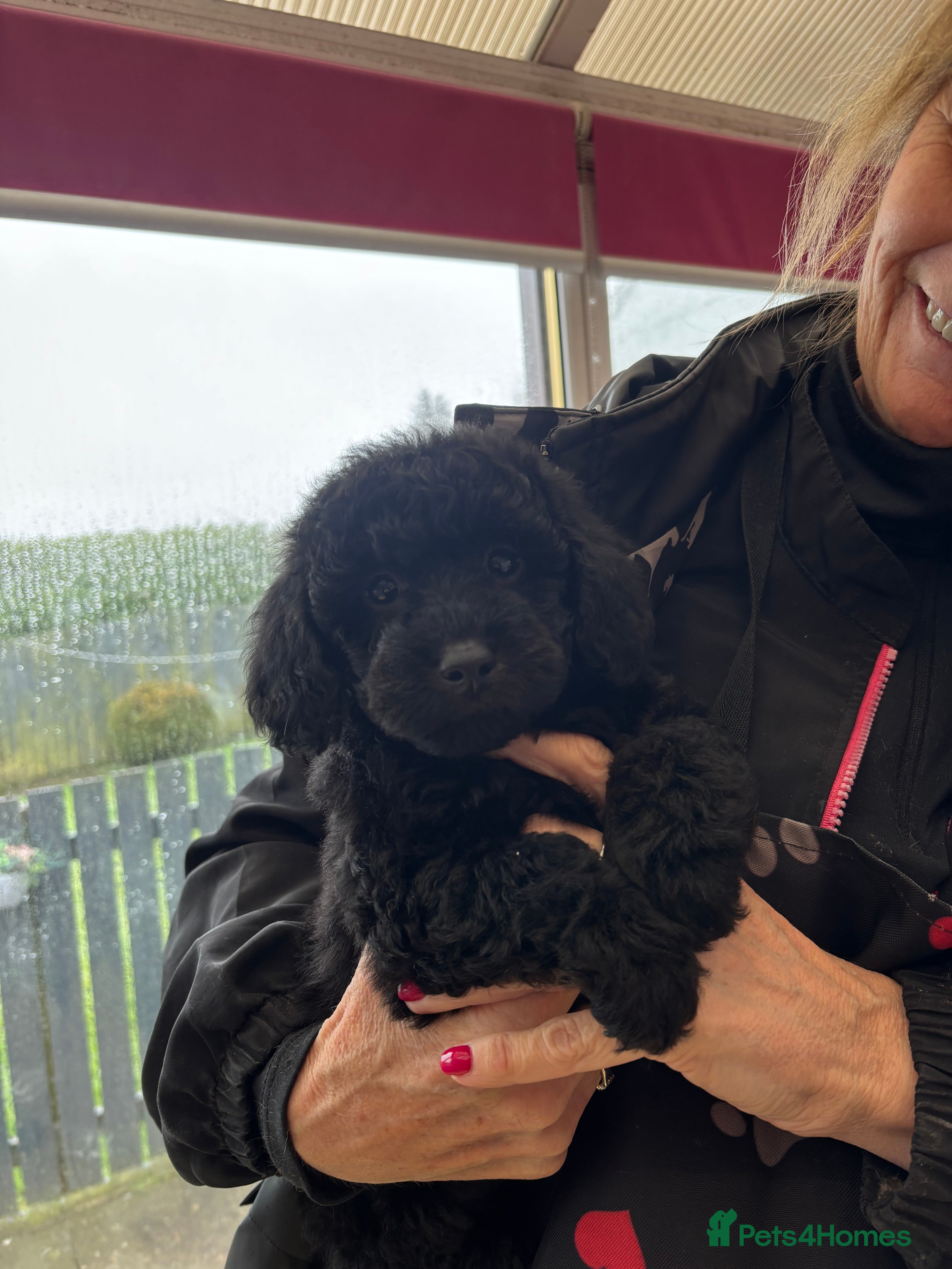 Toy Poodle dogs Kc registered toy poodle  - Advert 12