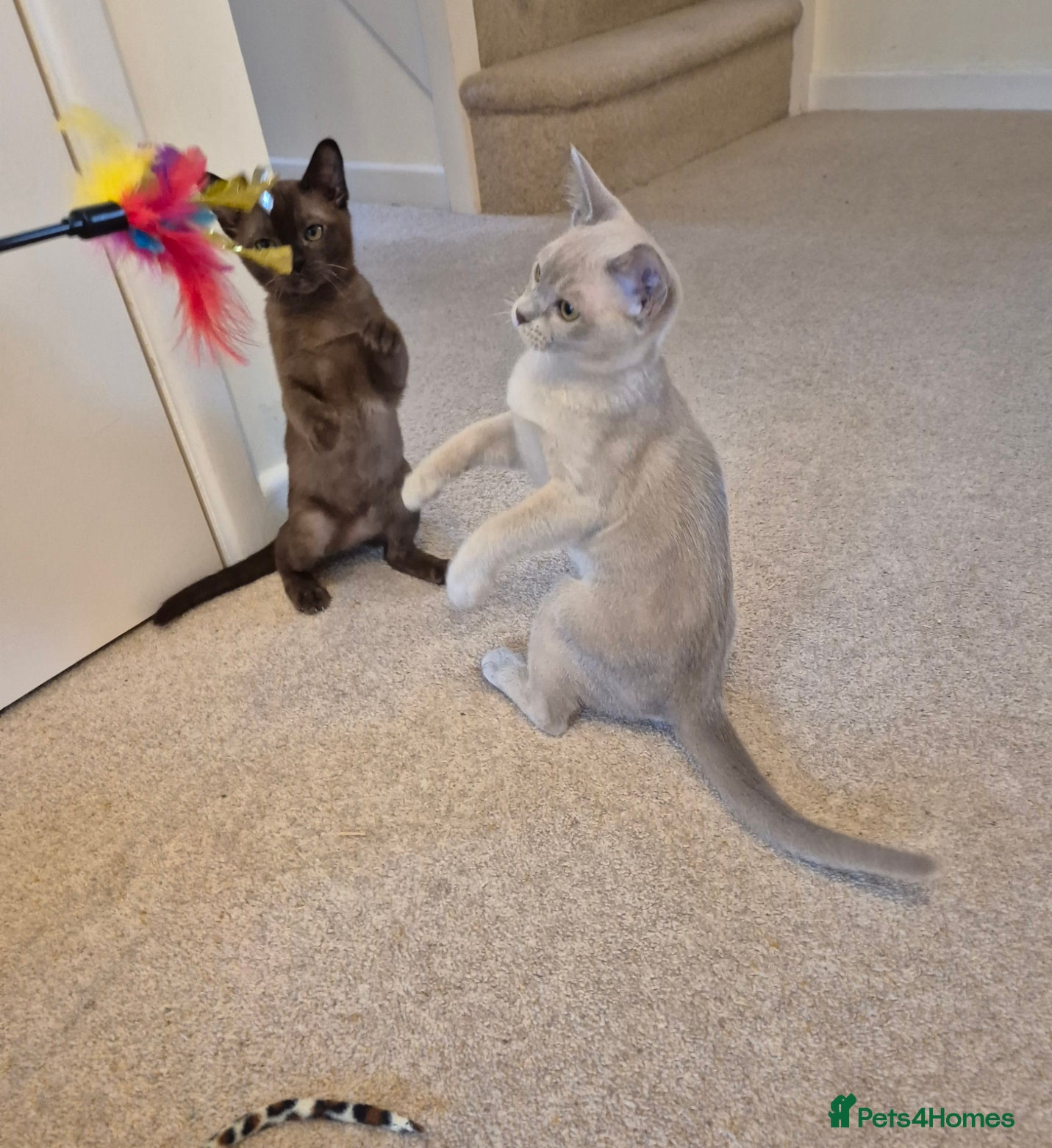 Burmese cats for sale: Pedigree Burmese Kittens Available - Advert 7