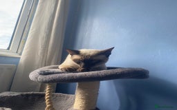 Siamese cats for sale: Siamese cat for sale - Image 8