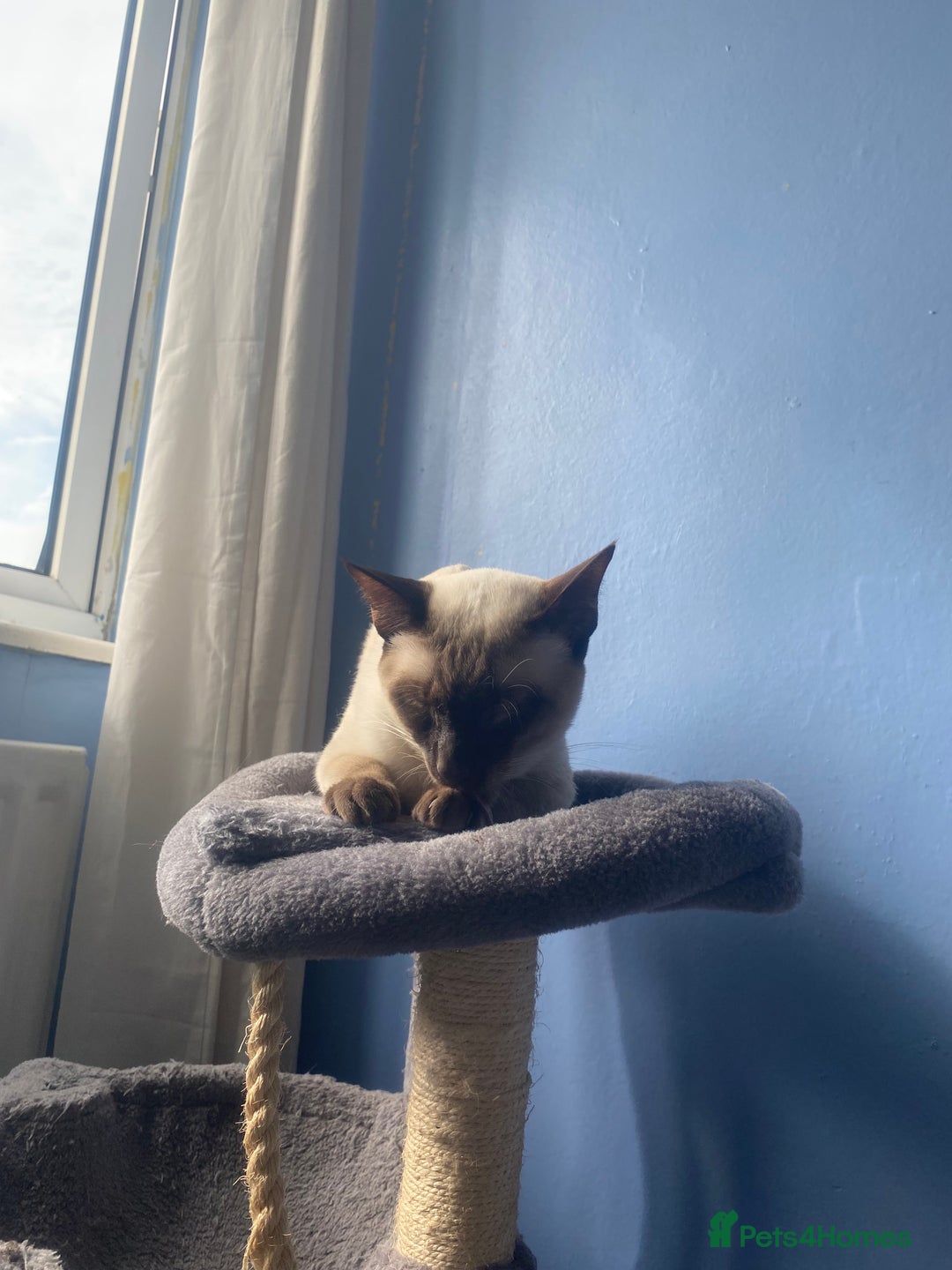 Siamese cats for sale: Siamese cat for sale - Image 8