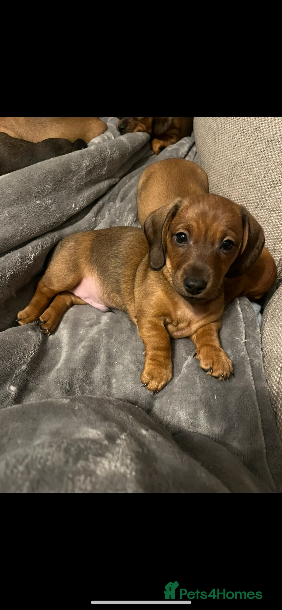 Dachshund dogs for sale: Red dachshund puppies  - Advert 10