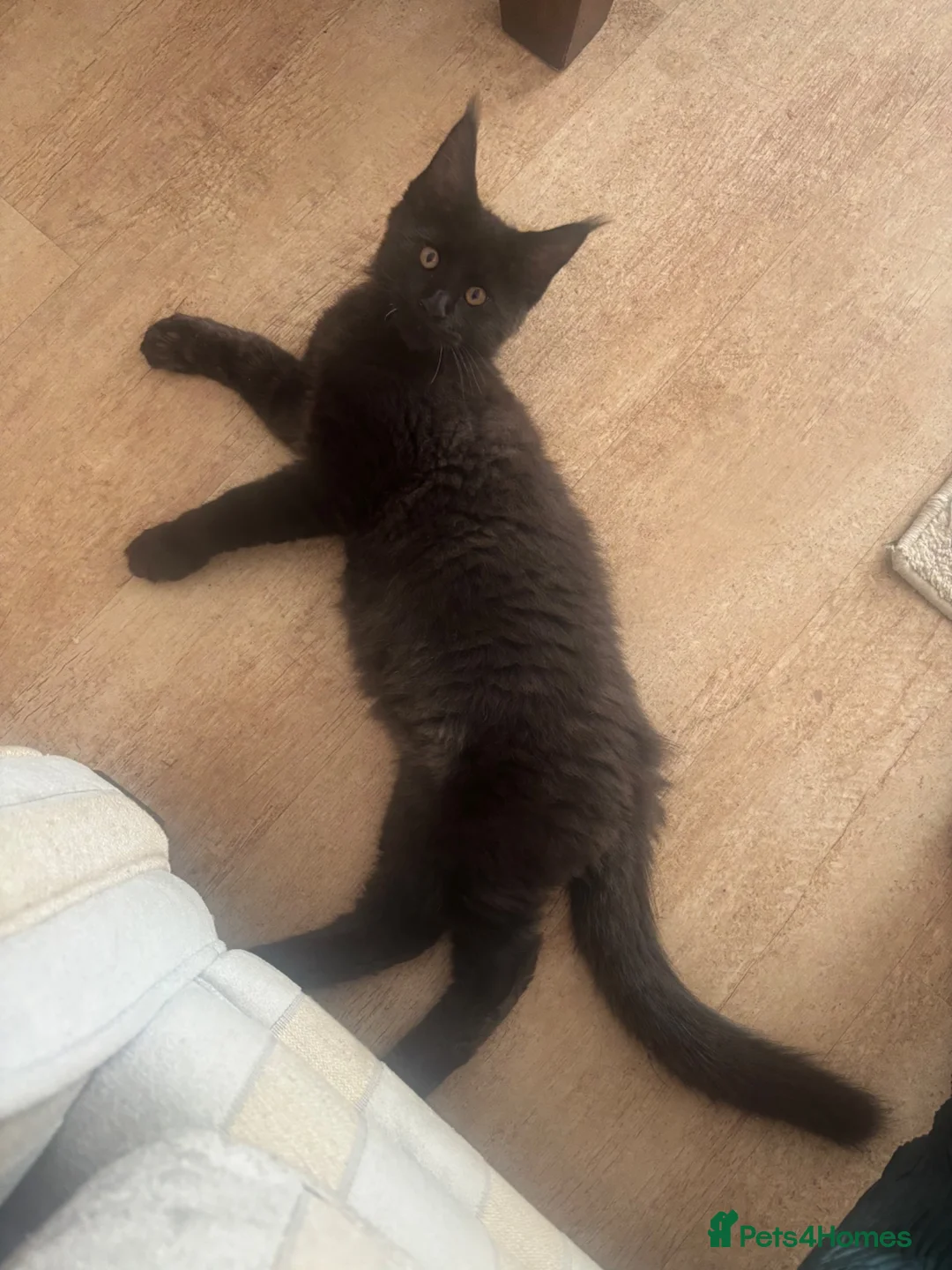 Maine Coon cats for sale: Smokey black Maine Coon kitten - Advert 3