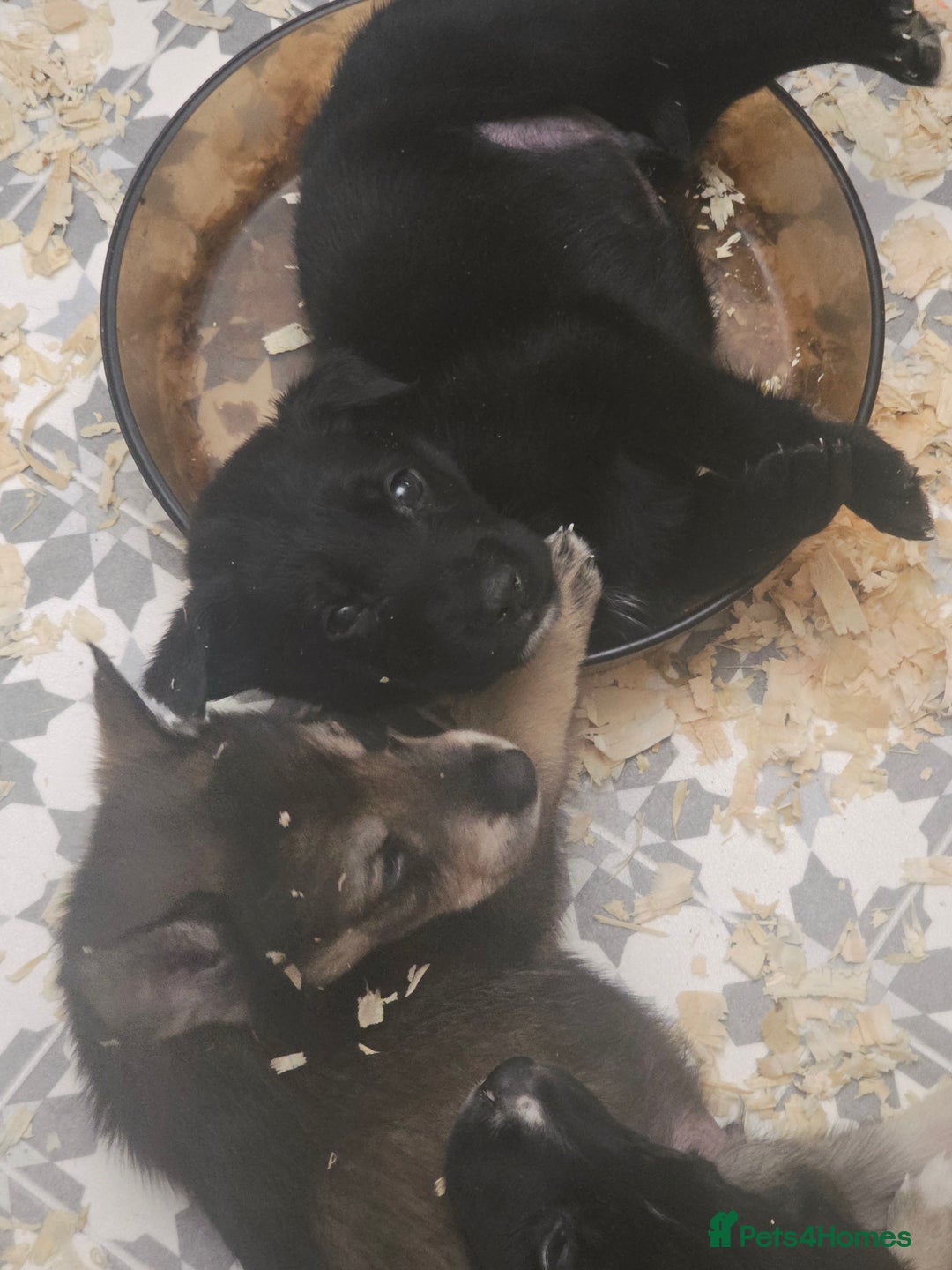 Mixed Breed dogs for sale: STUNNING RED FOX LABRADOR X SPECIAL SIBERIAN HUSKY - Advert 30