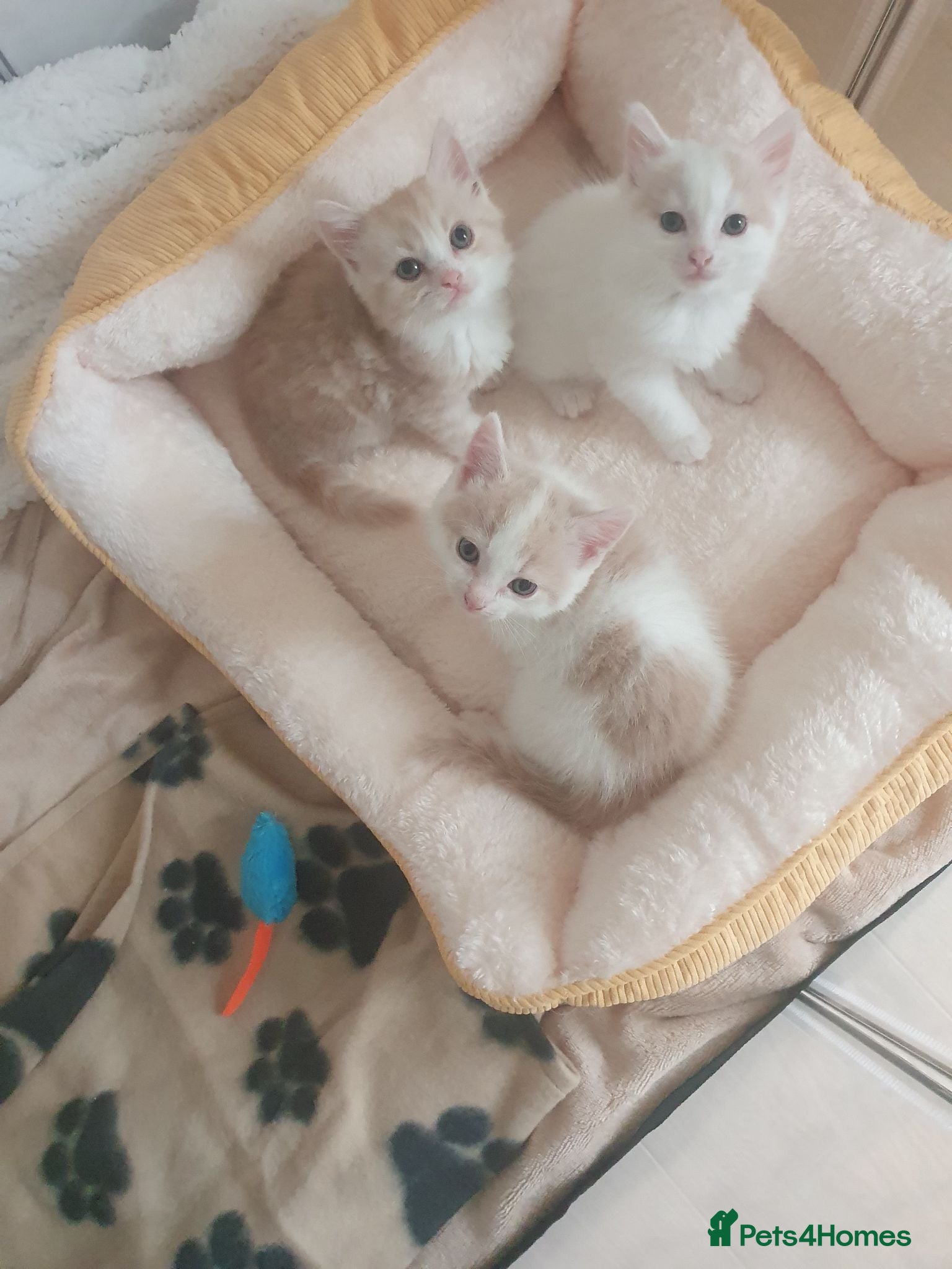 Mixed Breed cats 1 rare colour gorgeous little boy.  - Advert 1