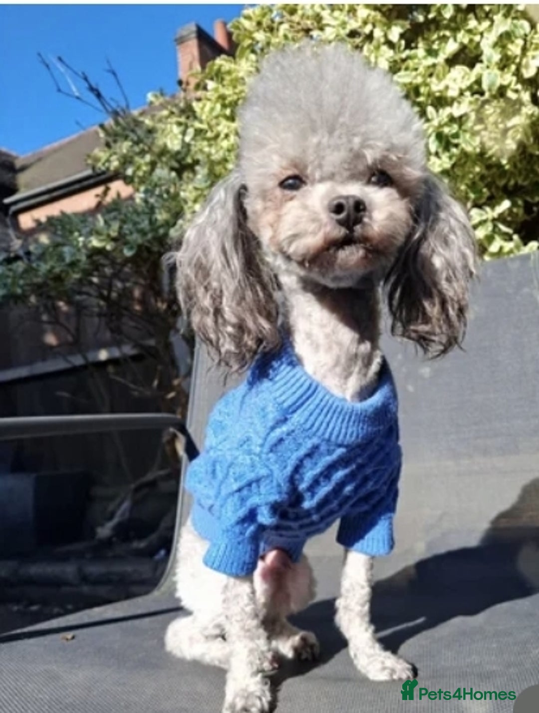 Toy Poodle dogs for sale: Teddy face ASIAN toy poodle pups - ready now  - Image 6