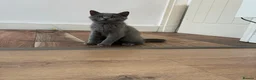 British Shorthair cats for sale: 👑🏆GCCF Registered British Shorthair Kittens🏆👑 - Advert 26