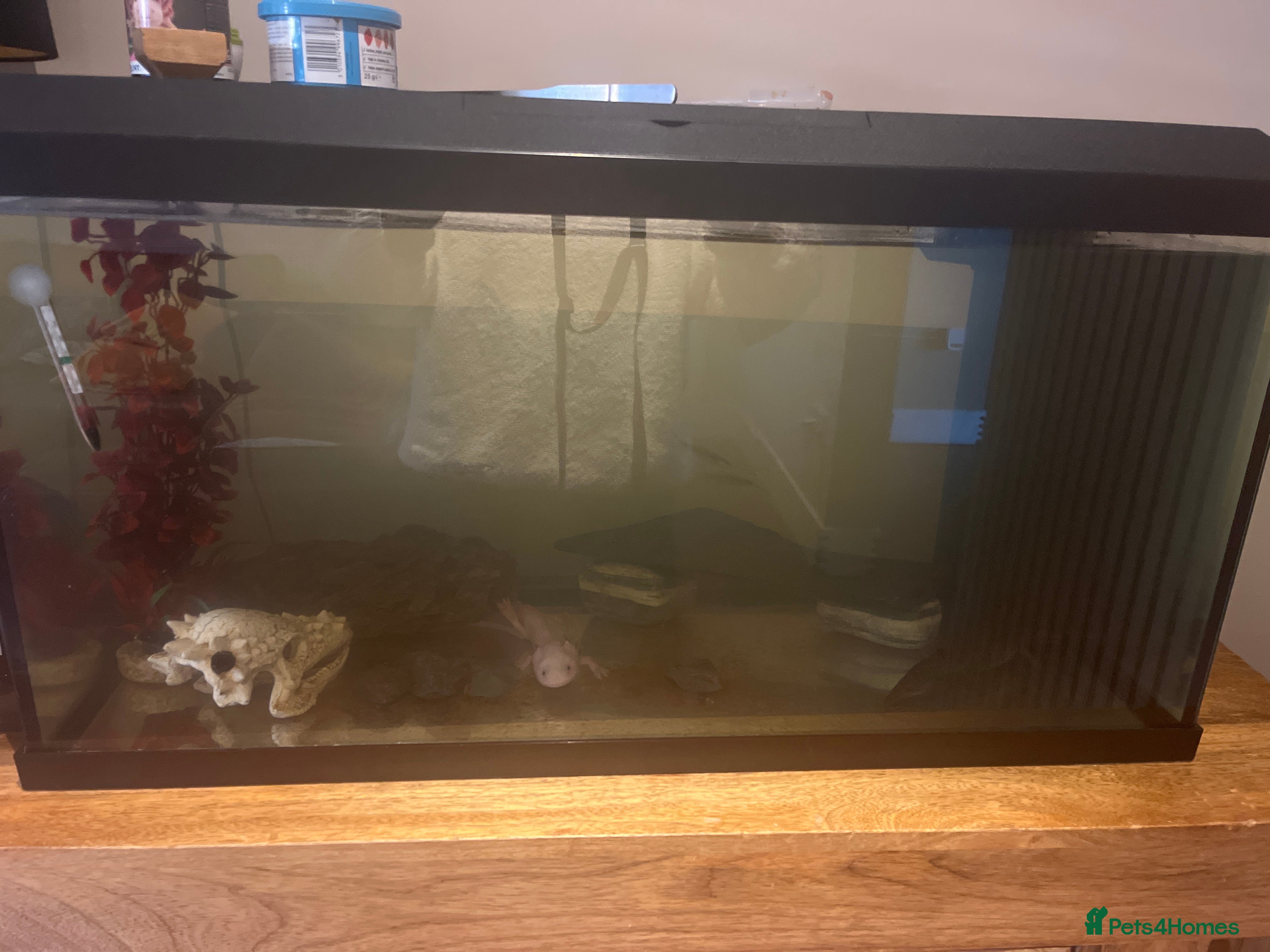 Other/Mixed Breed fish Axolotl - Advert 6