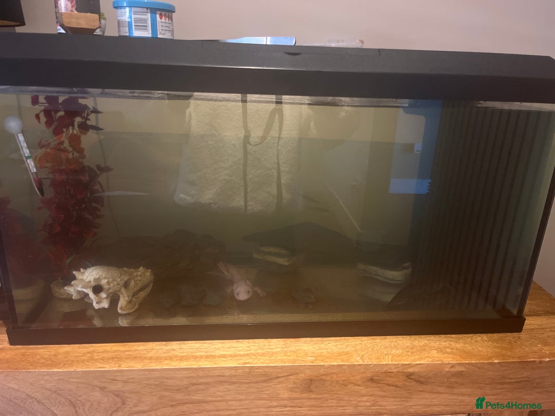 Other/Mixed Breed fish for sale: Axolotl - Advert 1