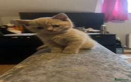 British Shorthair cats for sale: Beautiful female BSH  - Image 4