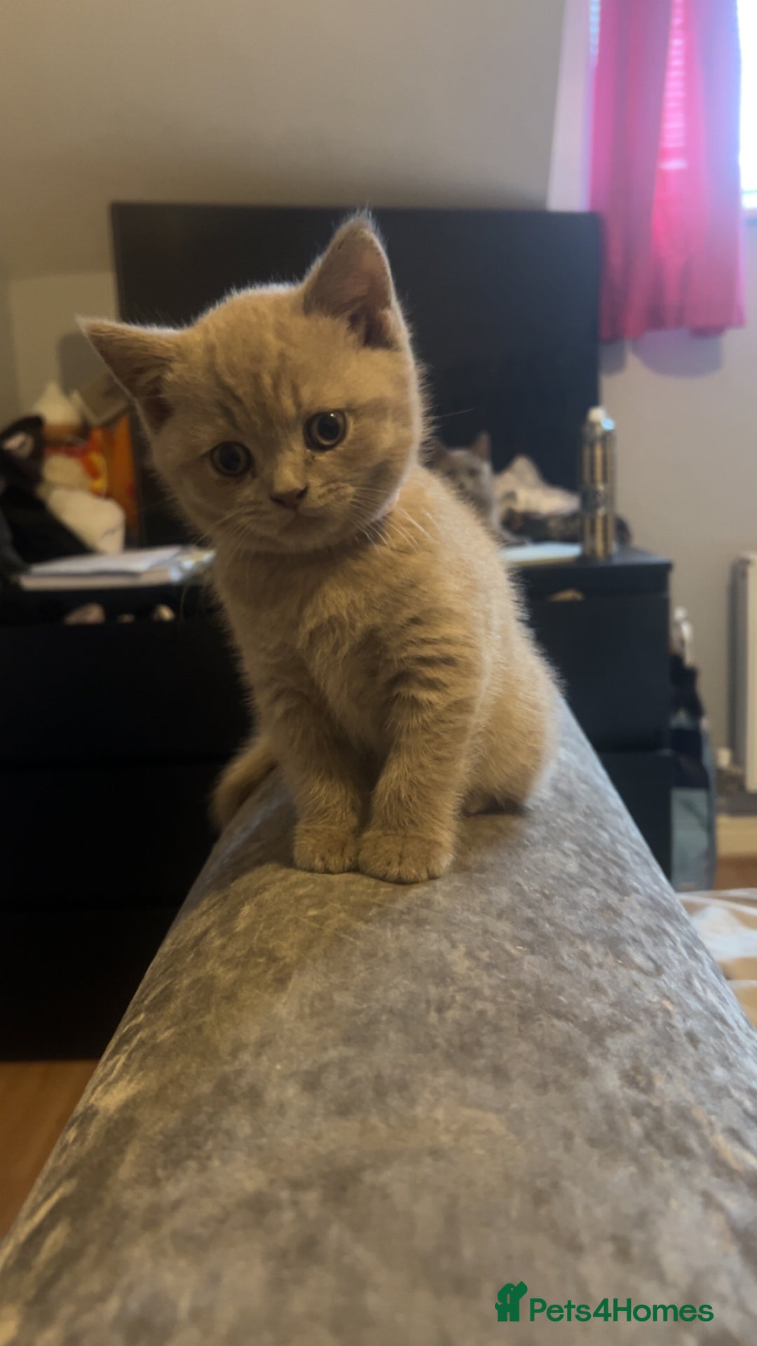 British Shorthair cats for sale: Beautiful female BSH  - Image 4
