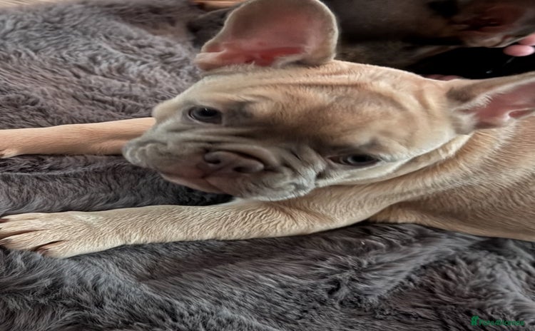 French Bulldog dogs - Advert 16