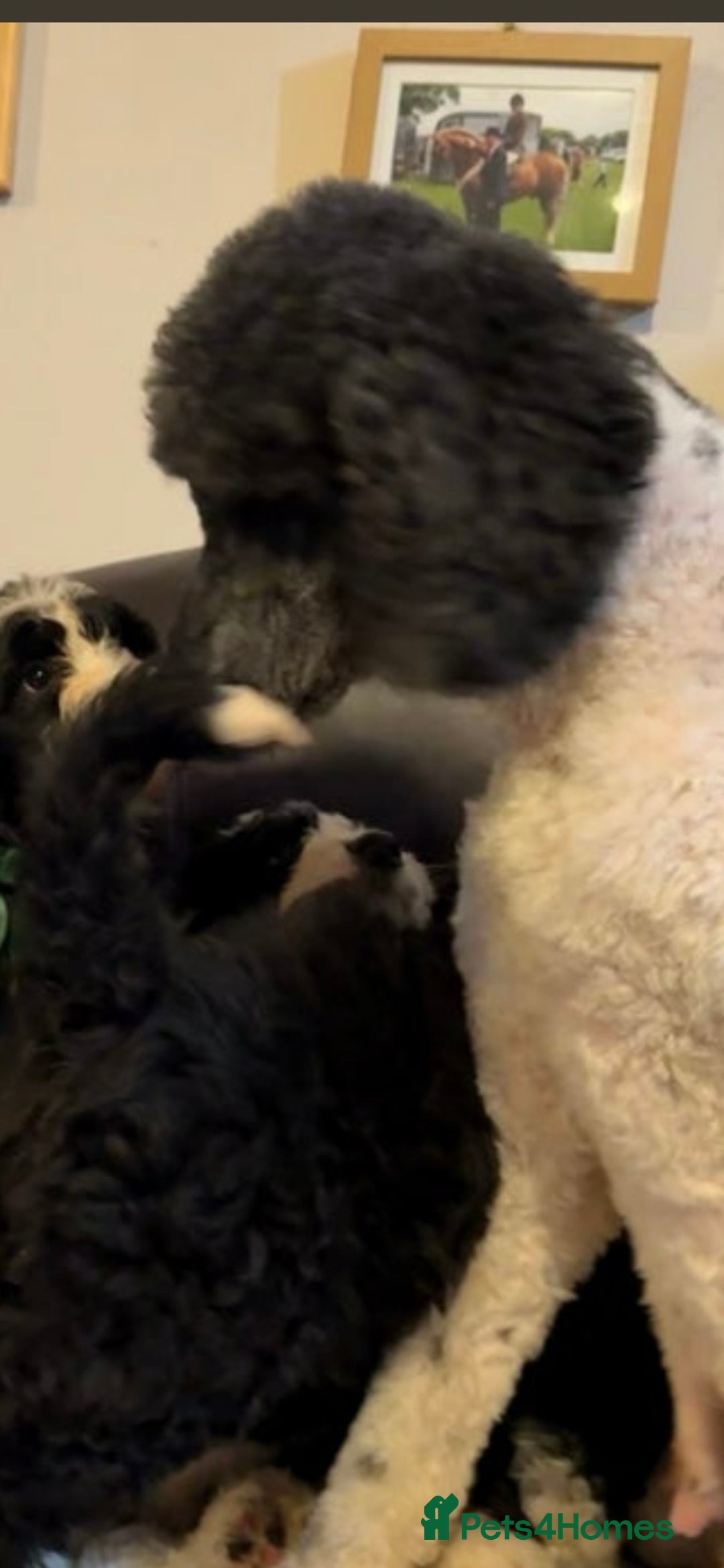 Bernedoodle dogs for sale: F1 Bernadoodle puppy bitch - Advert 5