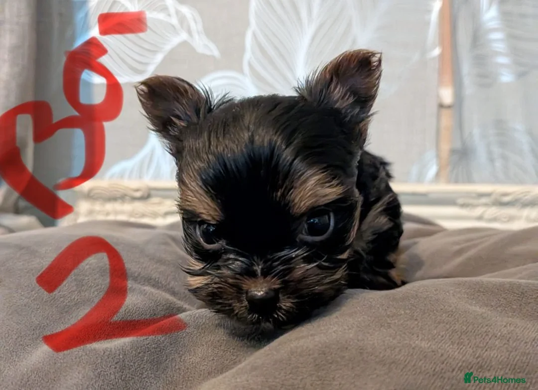 Mixed Breed dogs for sale: Yorkshire Terrier puppies for sale - Advert 4
