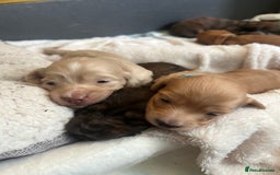 Miniature Dachshund dogs for sale: Red & Shaded Cream! KC Mini Long Haired Dachshunds - Image 17