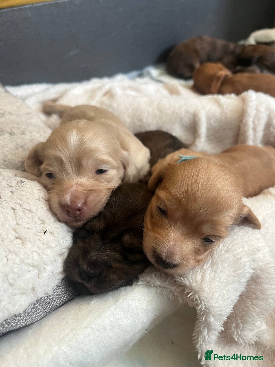 Miniature Dachshund dogs for sale: Red & Shaded Cream! KC Mini Long Haired Dachshunds - Image 17
