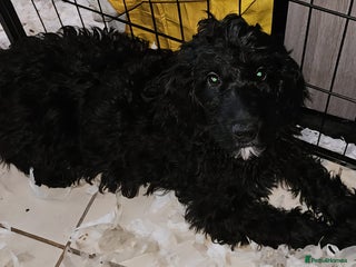 Goldendoodle dogs - Advert 11