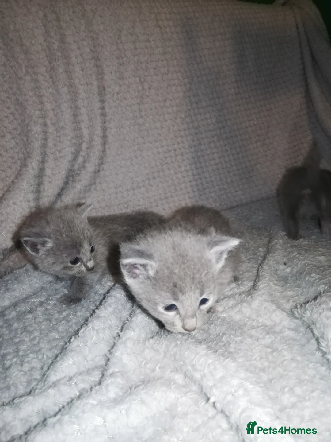 Russian Blue cats for sale: Beautiful Russian Blue Kittens  - Advert 7