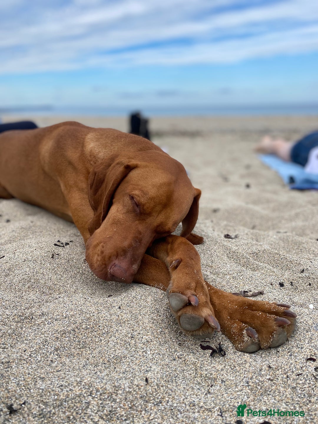 Hungarian Vizsla dogs for sale: Hungarian Vizsla  - Advert 19