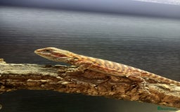 Bearded Dragon reptiles for sale: Baby bearded dragon  - Image 3