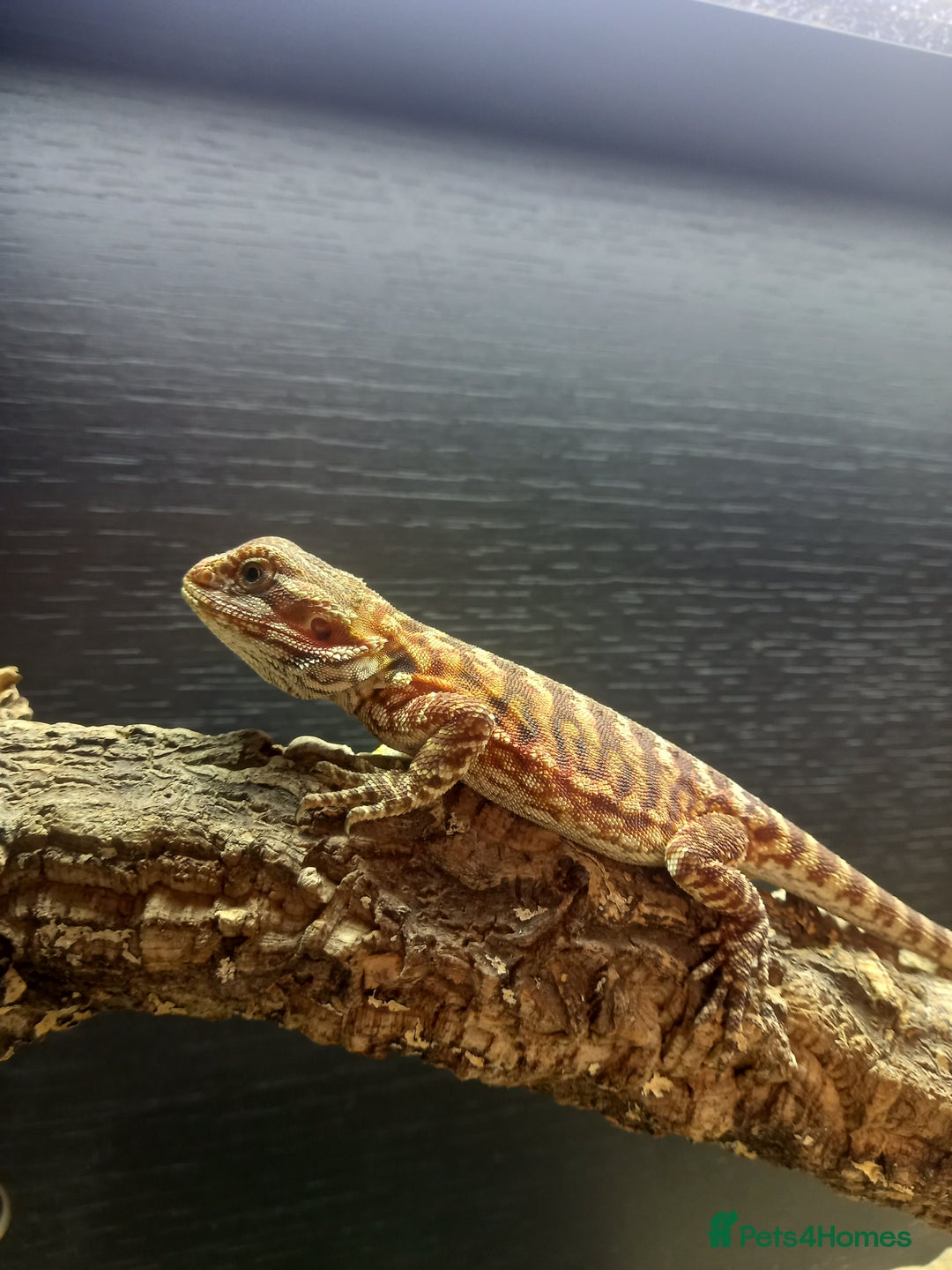 Bearded Dragon reptiles for sale: Baby bearded dragon  - Image 3