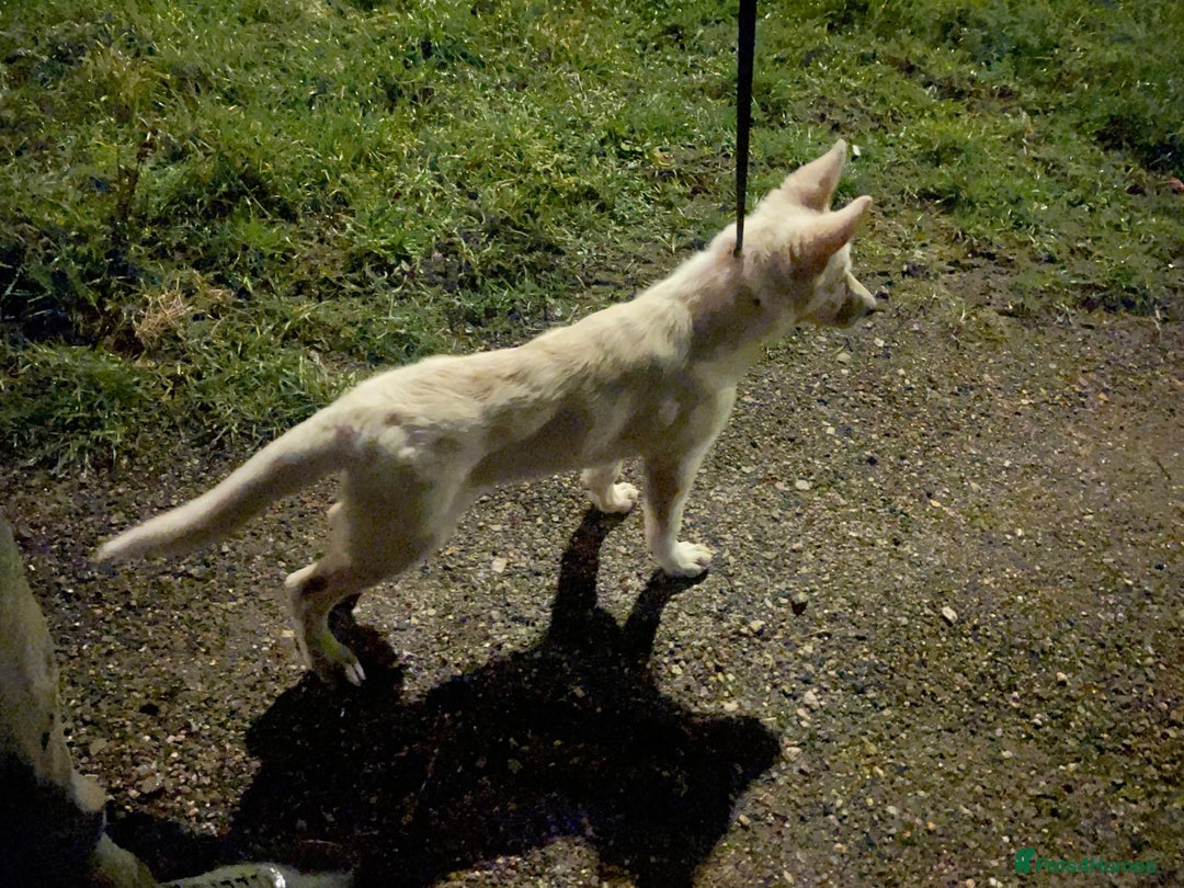 Mixed Breed dogs for sale: Northern Inuit x apricot German Shepherd - Advert 2