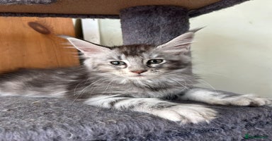 Maine Coon cats in Great Missenden - Advert 4