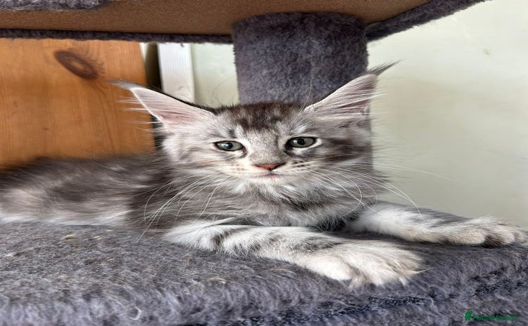 Maine Coon cats in Great Missenden - Advert 4