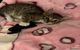 Mixed Breed cats for sale: Kittens amazing kittens  - Image 13