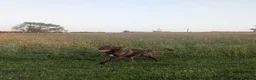 Mixed Breed dogs for sale: 1 year old Baz MALE - Advert 2