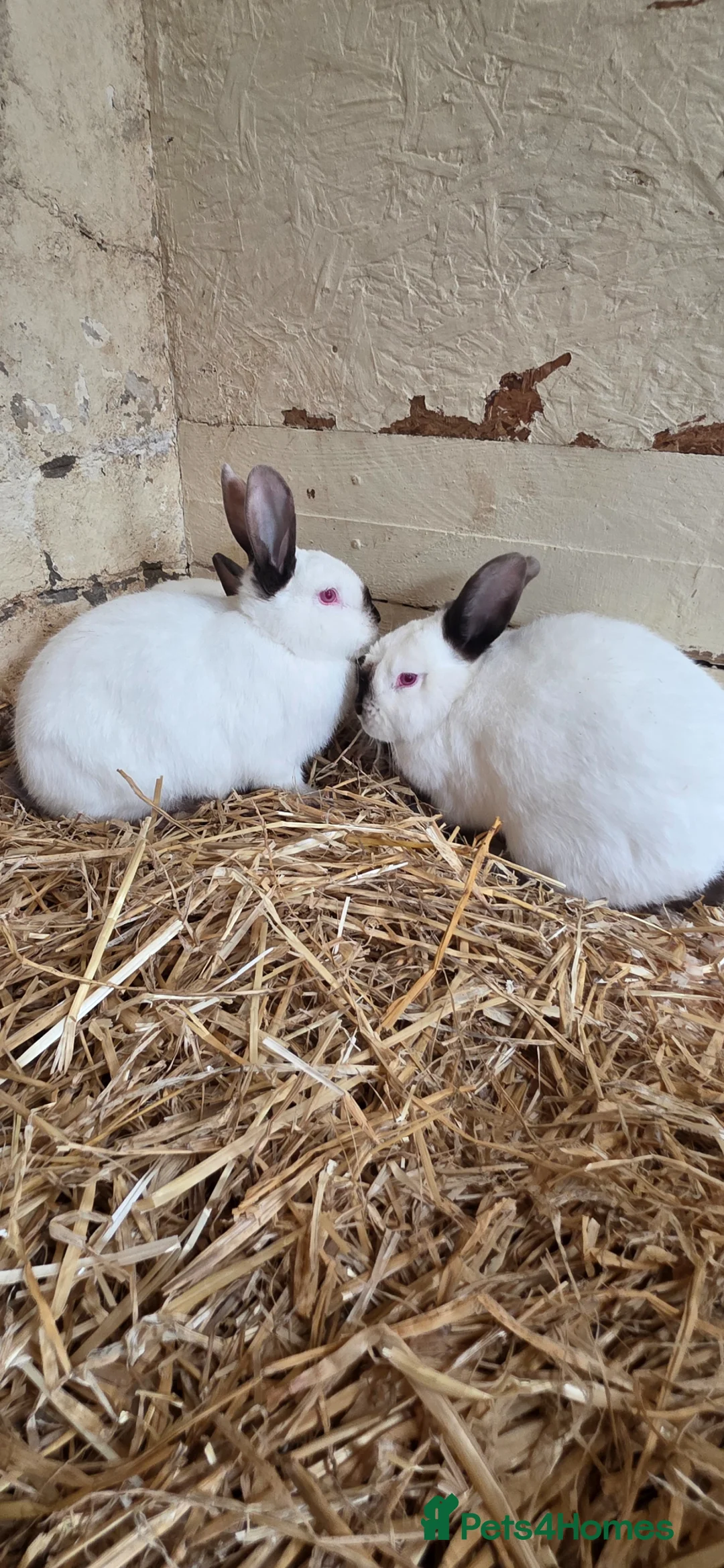 Californian rabbits for sale: Californian Rabbit  - Advert 1
