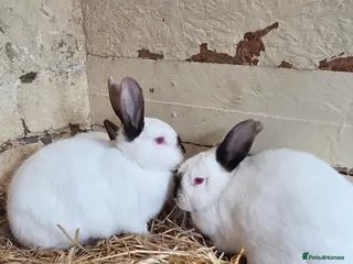 Californian rabbits Californian Rabbit - Advert 17