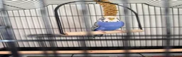 Budgerigars birds for sale: Purple/blue budgie & new cage  - Advert 1