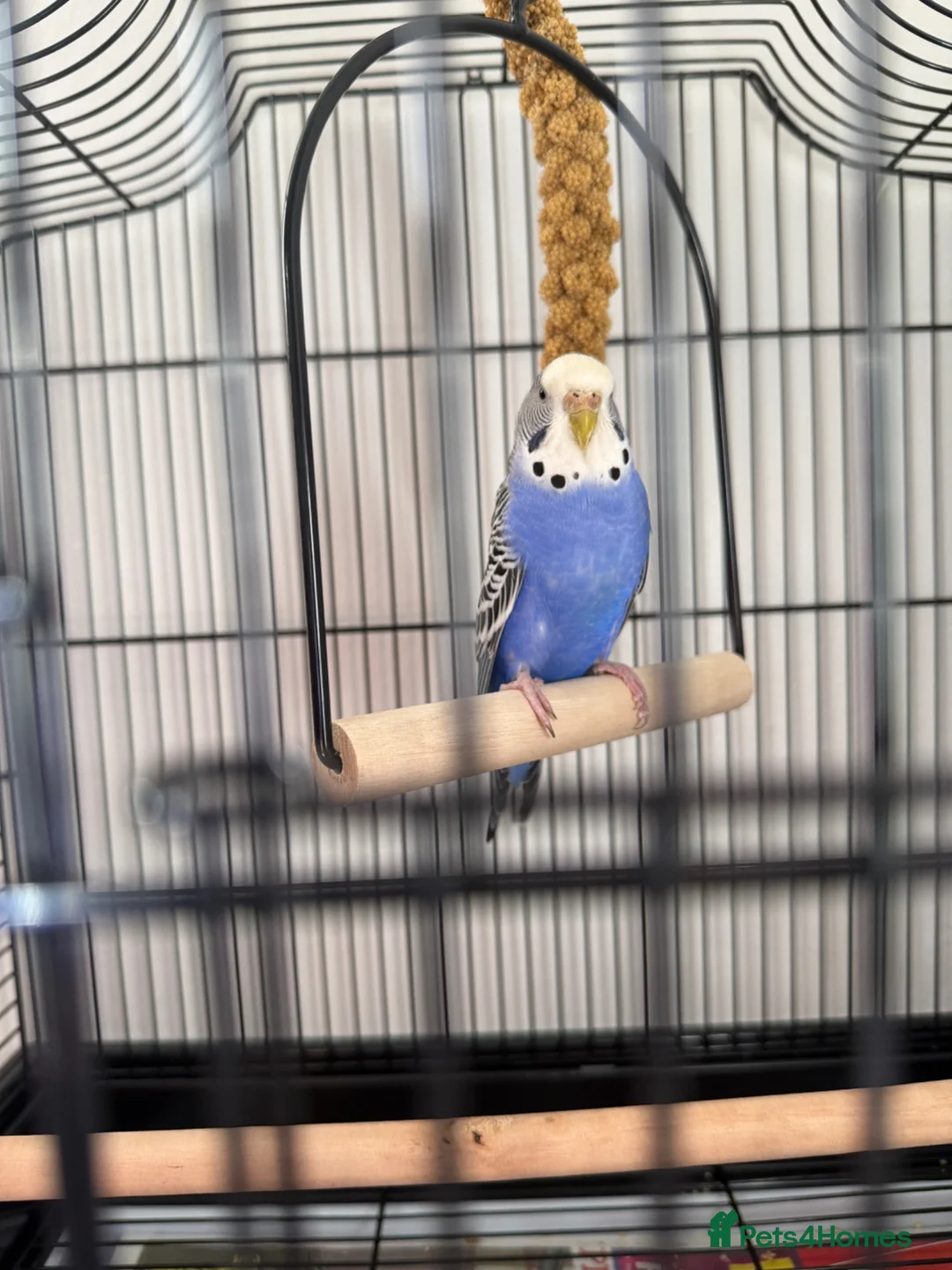 Budgerigars birds for sale: Purple/blue budgie & new cage  - Advert 1