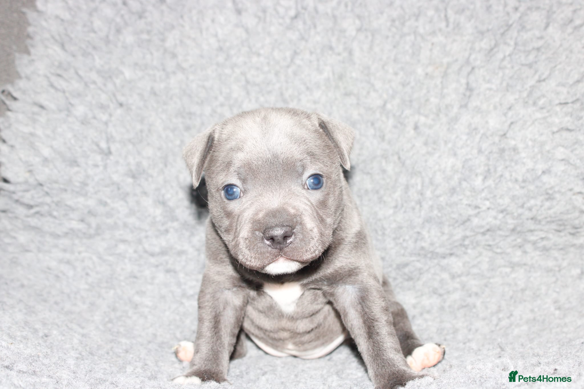 Staffordshire Bull Terrier dogs Kc registered Staffordshire bull terrier pups - Advert 1