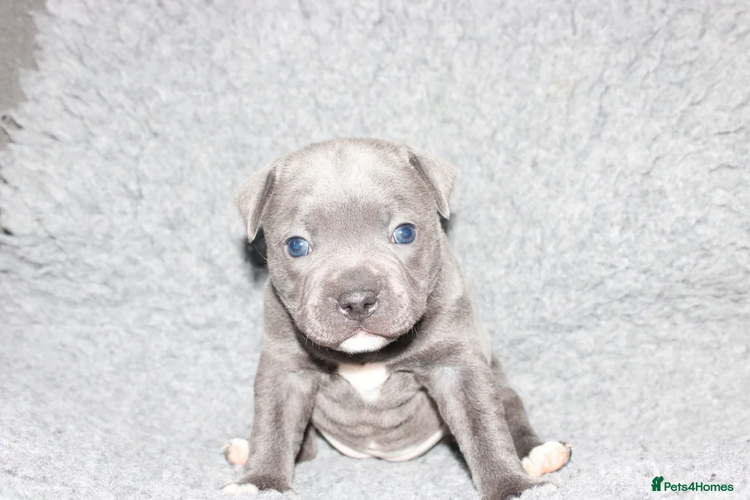Staffordshire Bull Terrier dogs for sale: Kc registered Staffordshire bull terrier pups - Advert 1