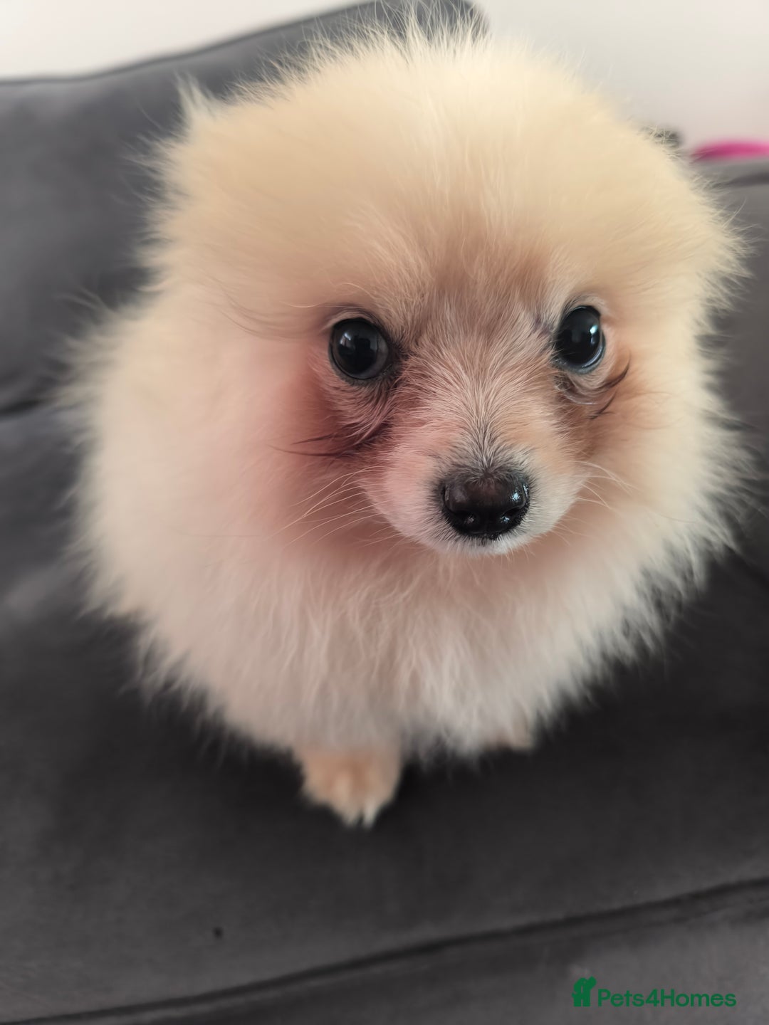 Pomeranian dogs for sale: Male Pomeranian  - Image 8