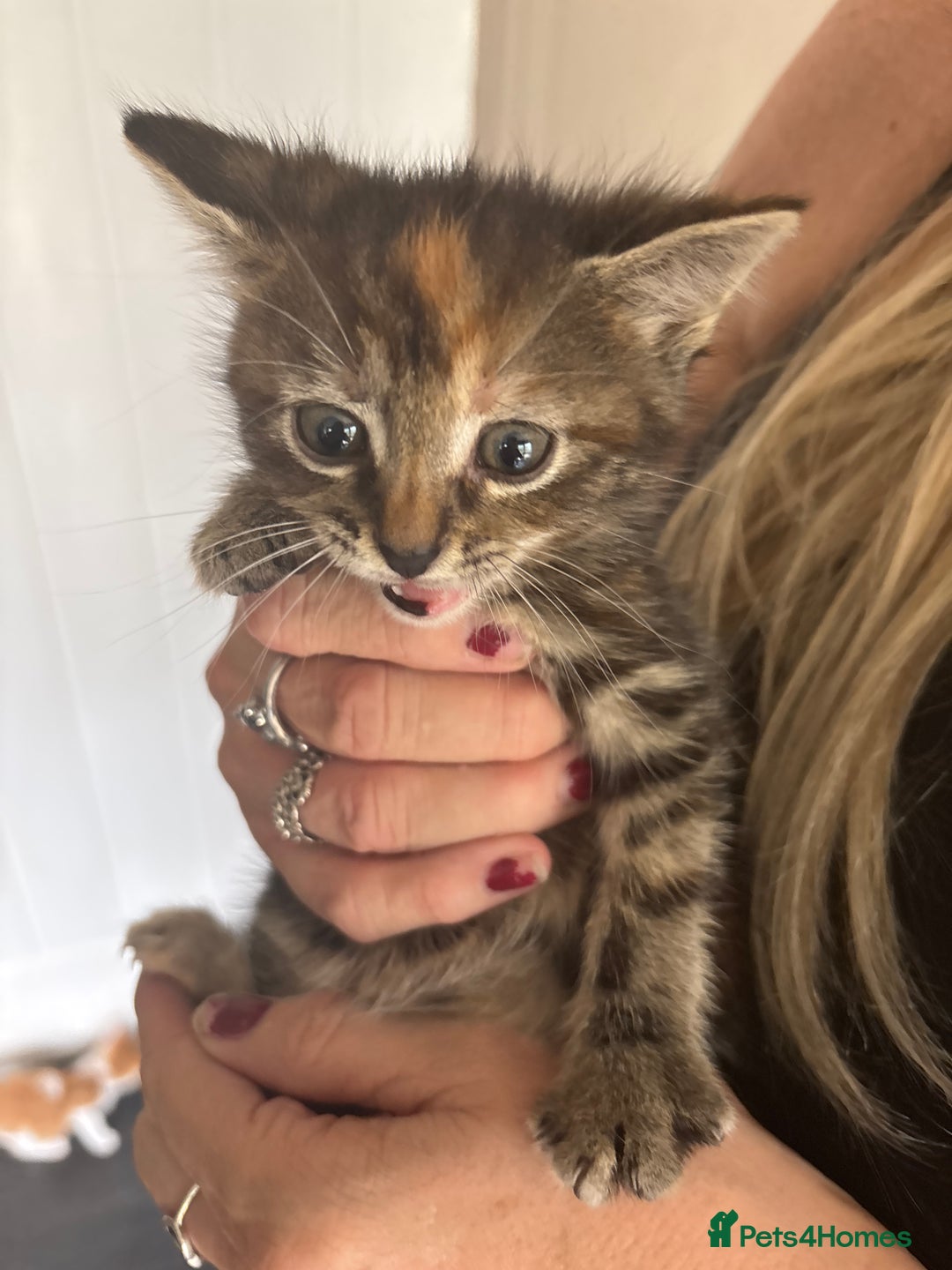 Mixed Breed cats for sale: Adorable fluffy friendly kittens for sale - Image 17
