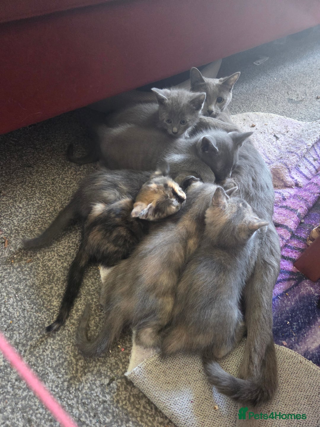Russian Blue cats for sale: Russian Blue × Flame Point Ragdoll Kittens 🐾 - Image 6