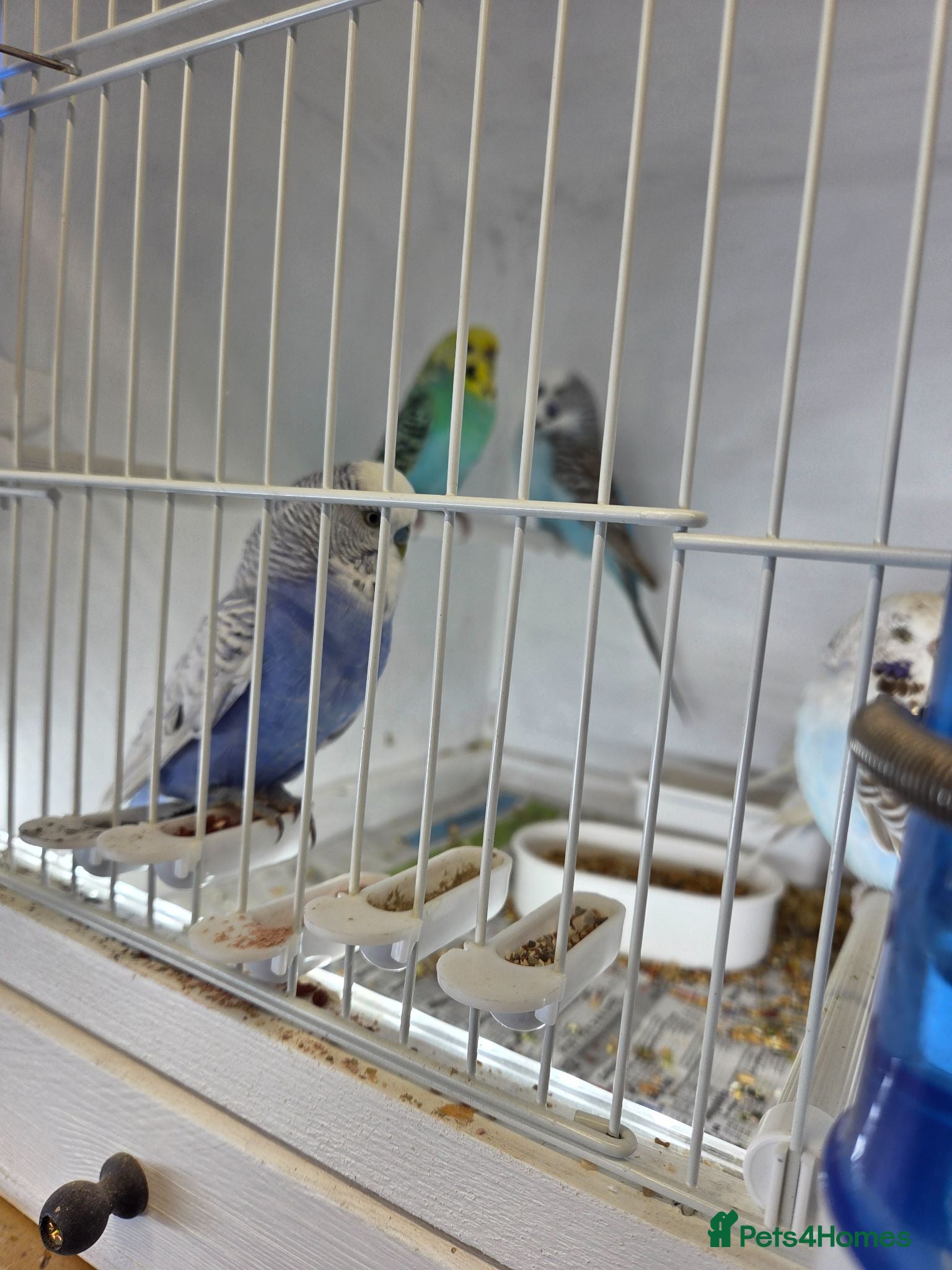 Budgerigars birds Blackface blackface pieds conures  normal budgies  - Advert 4