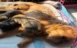 Mixed Breed dogs for sale: 6 beautiful puppies for sale, 3 female and 3 male - Image 16
