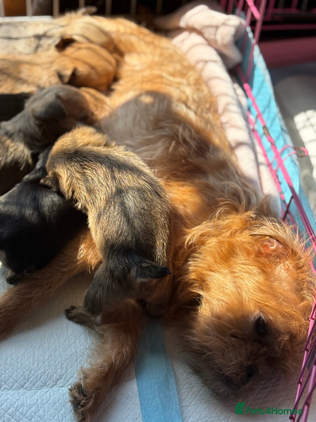 Mixed Breed dogs for sale: 6 beautiful puppies for sale, 3 female and 3 male - Image 16
