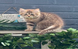 Ragdoll cats for sale: Cinnamon lynx ragdoll RARE  - Image 2