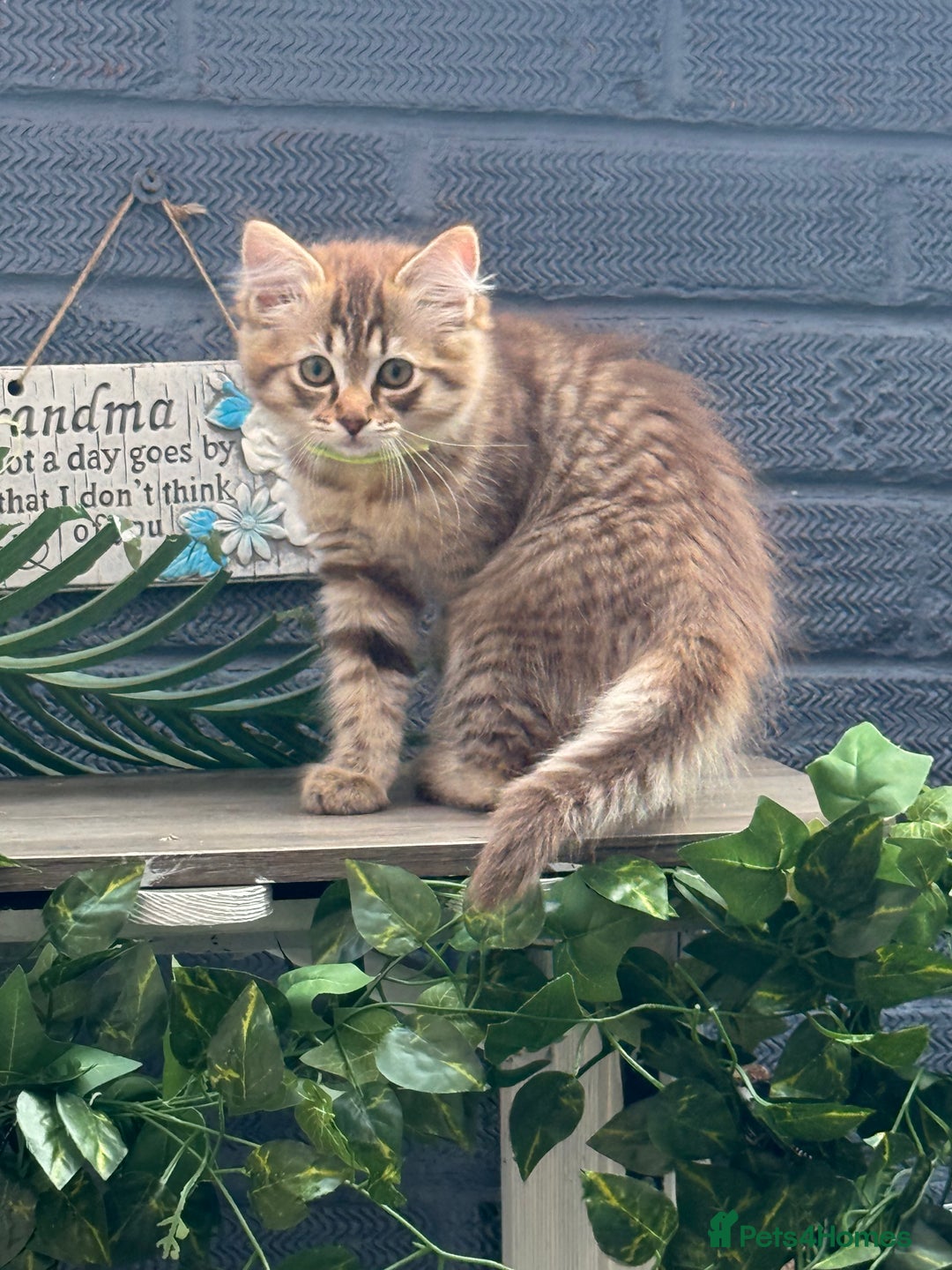 Ragdoll cats for sale: Cinnamon lynx ragdoll RARE  - Image 2