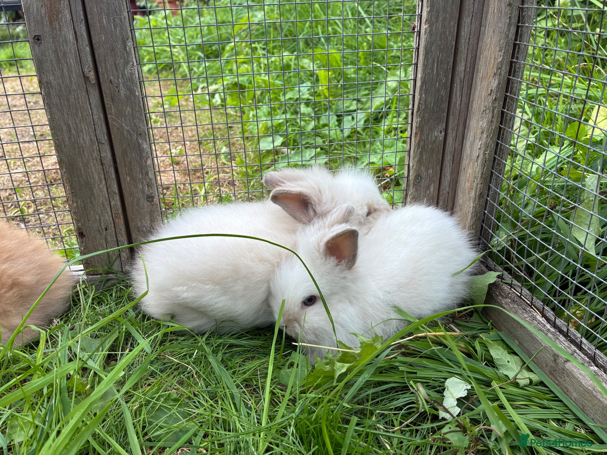 Lionhead rabbits 5 stunning lionhead babies - Advert 4