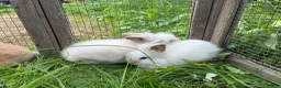 Lionhead rabbits for sale: 5 stunning lionhead babies - Advert 1