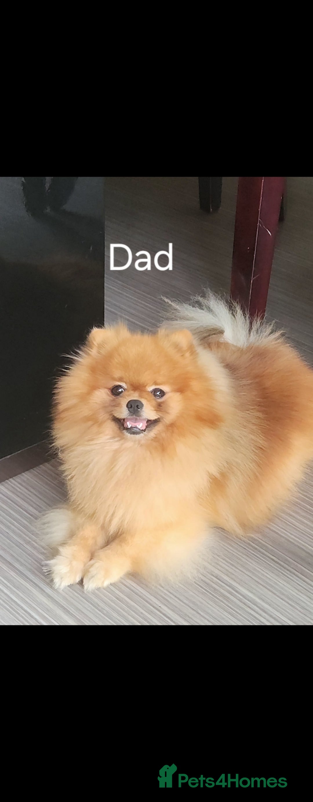 Pomeranian dogs for sale: Tiny Fluff-Balls looking for Forever Homes - Advert 12