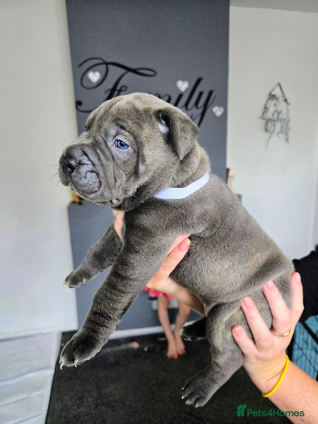 Mixed Breed dogs for sale: Staffy cross pups for sale  - Image 13