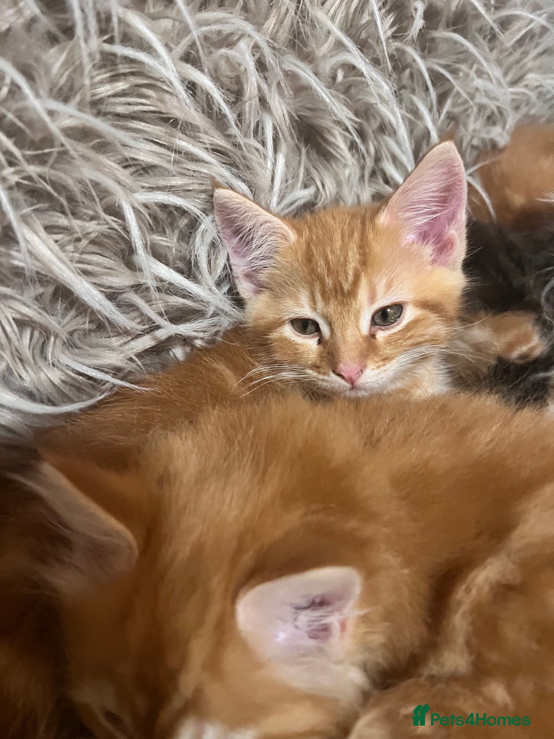Maine Coon cats for sale: Maine Coon x Bengal x - Image 10